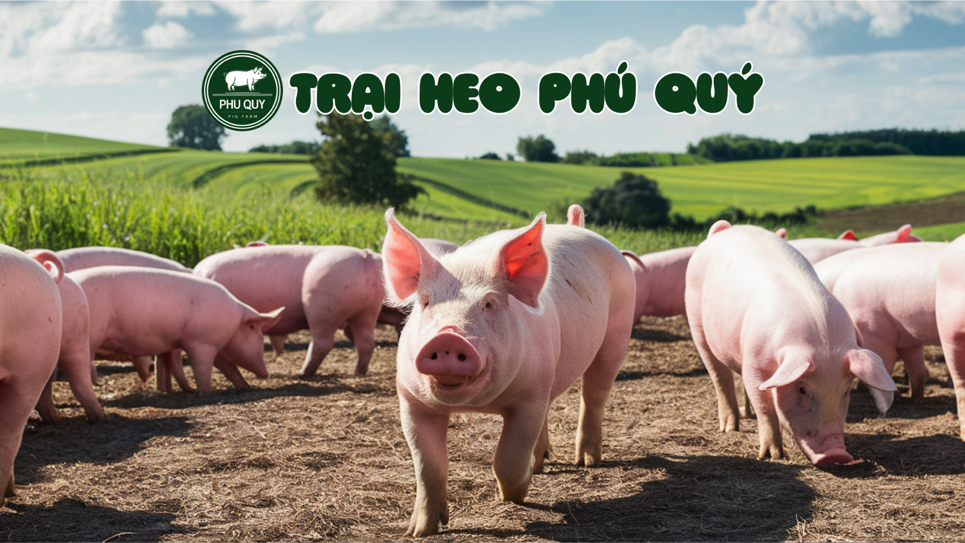 Trại Heo Phú Quý